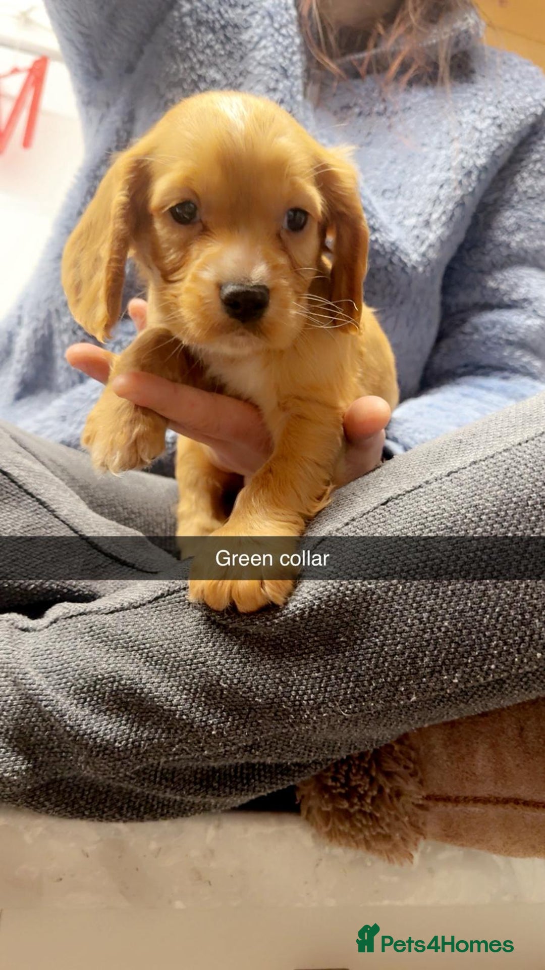 Cocker Spaniel dogs for sale: Cocker spaniel pups - Advert 3