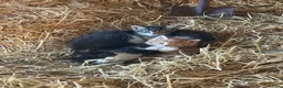 Mixed Breed cats for sale: Farm kittens looking for homes  - Advert 5