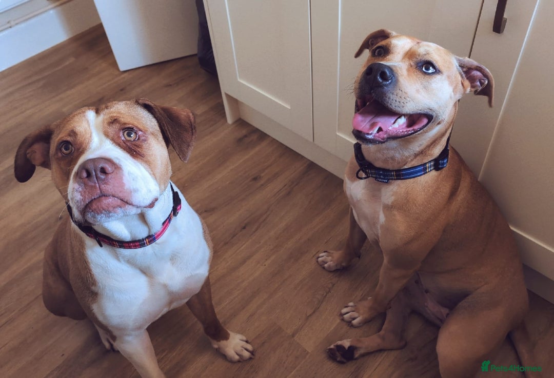 American Bull Staffy dogs for sale: Two lovely girls  - Image 8