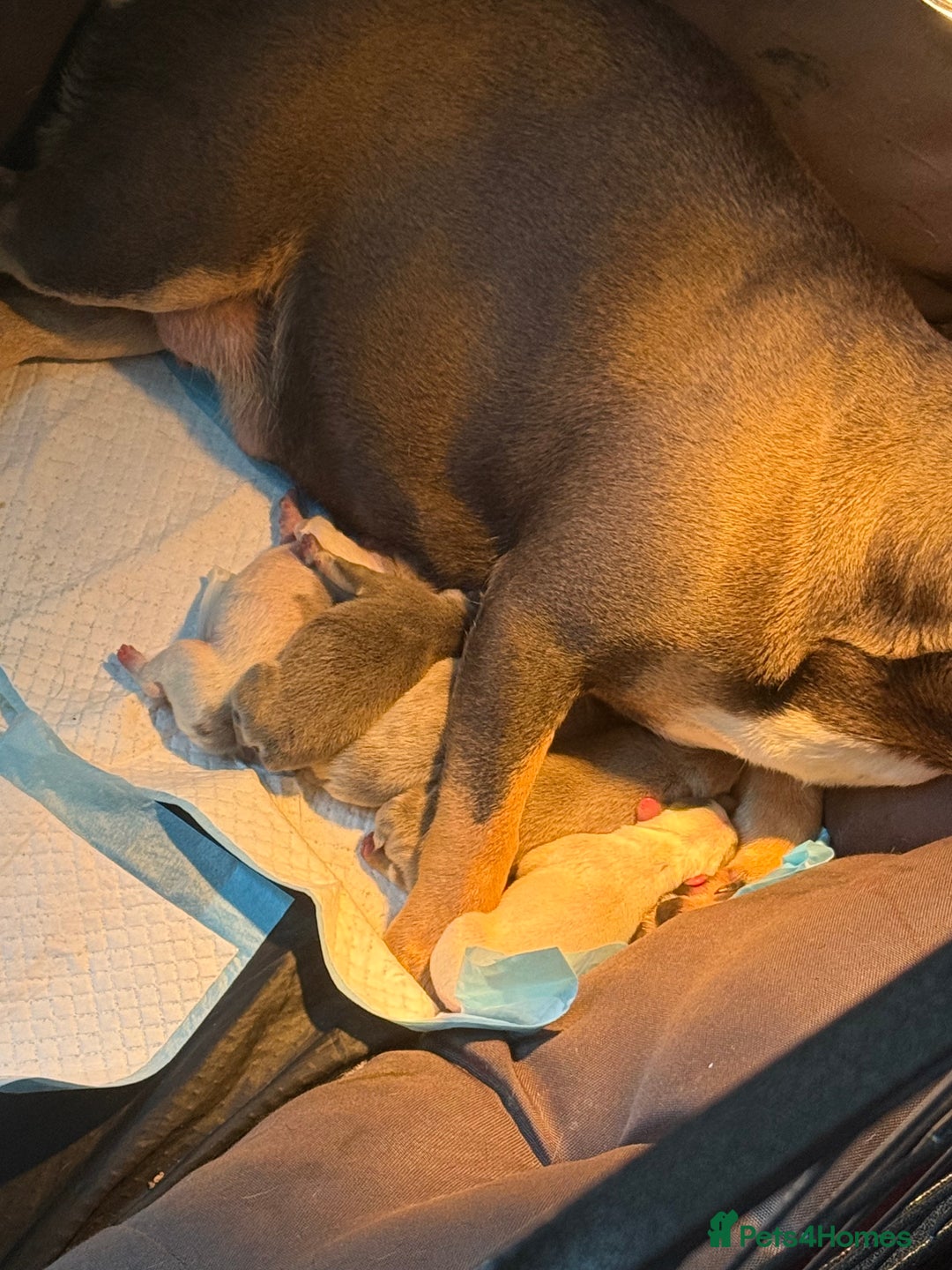 French Bulldog dogs for sale: French Bulldog Puppies 3 Male 4 Female  - Image 38