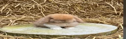 Mini Lop rabbits for sale: Mini lop baby rabbits 8 weeks old mixed litter  in Walsall - Advert 4