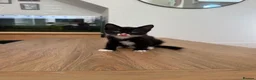 Mixed Breed cats for sale: 4 beautiful tuxedo cats for sale £100 each  in Enfield - Advert 5