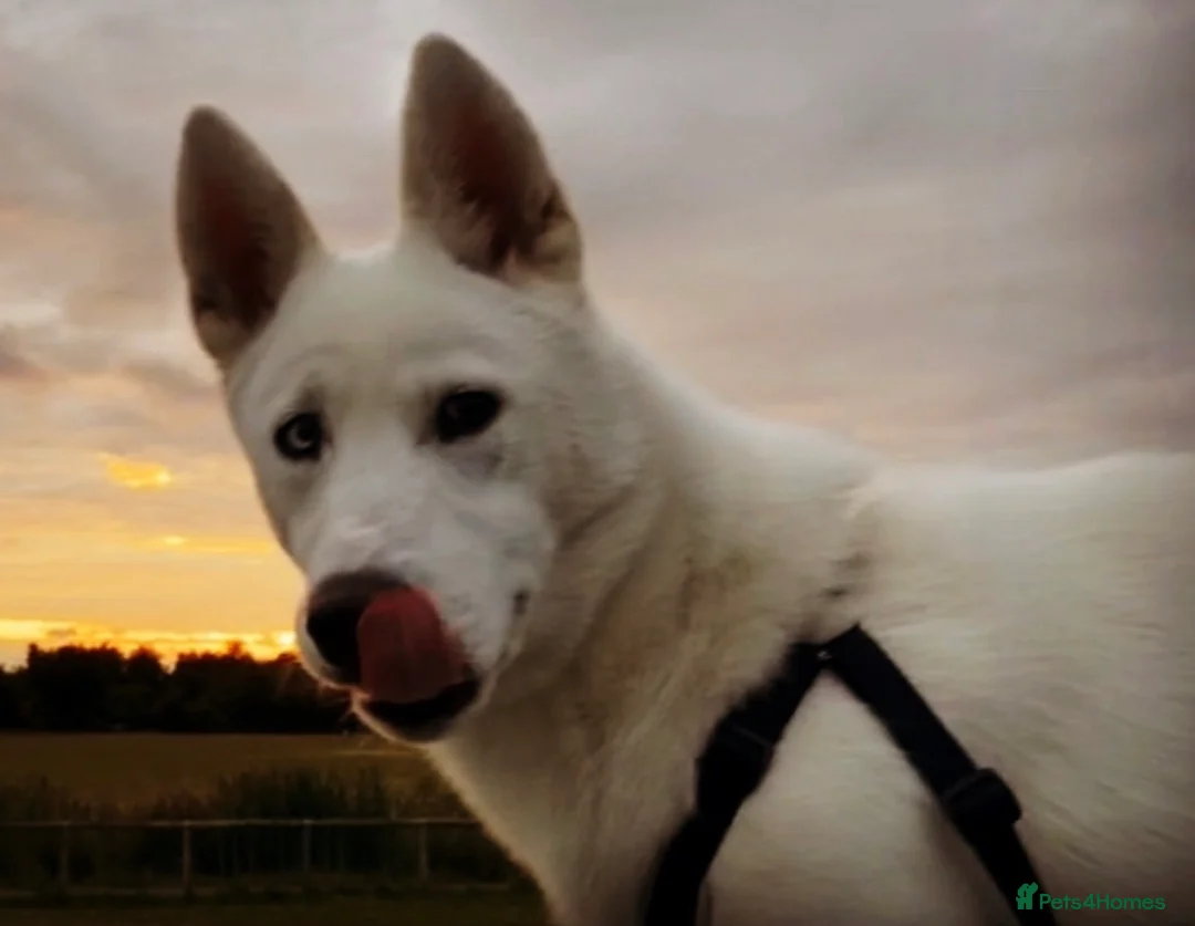 Siberian Husky dogs for stud: Ghost in Southall - Advert 3