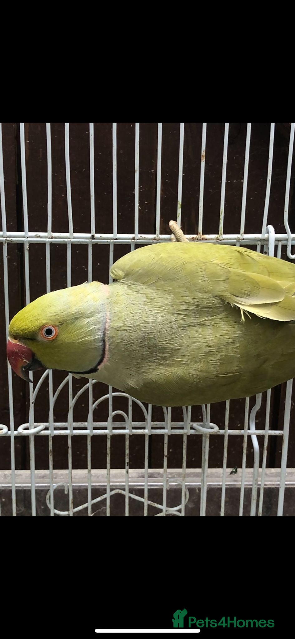 Mixed Breed birds Male olive ringneck - Advert 5