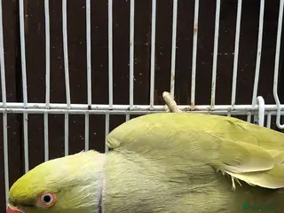 Mixed Breed birds Male olive ringneck - Advert 2