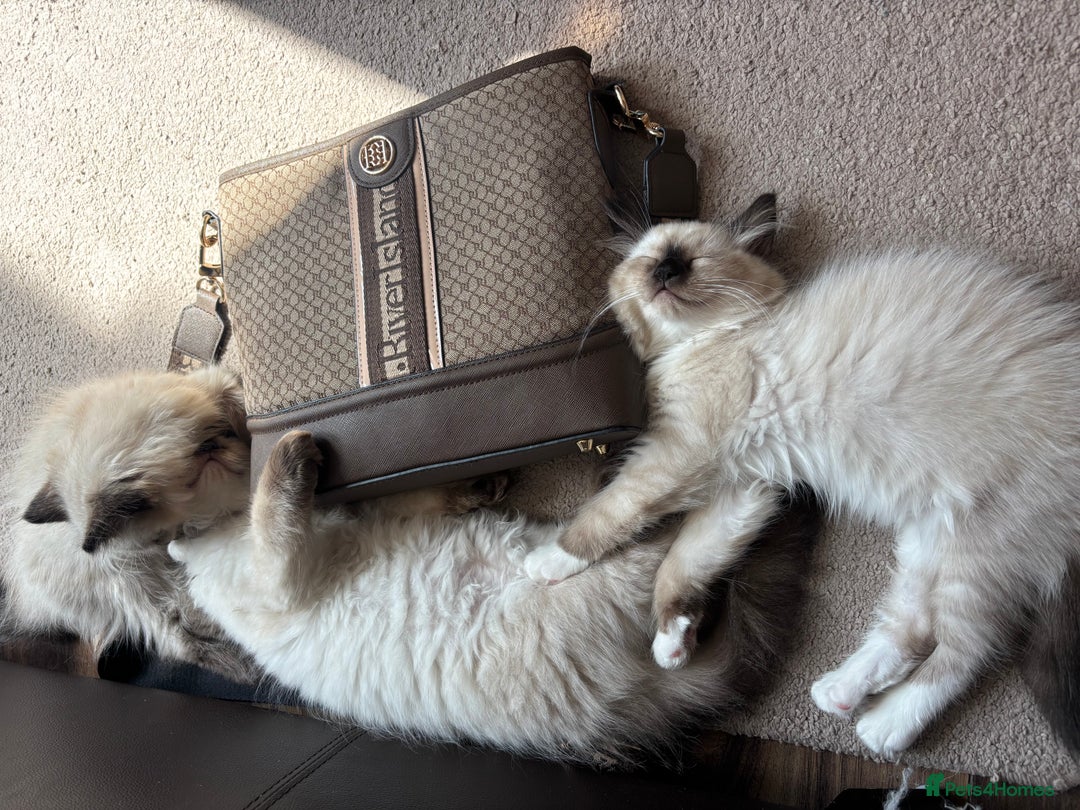 Ragdoll cats for sale: Ragdoll kittens - Image 13