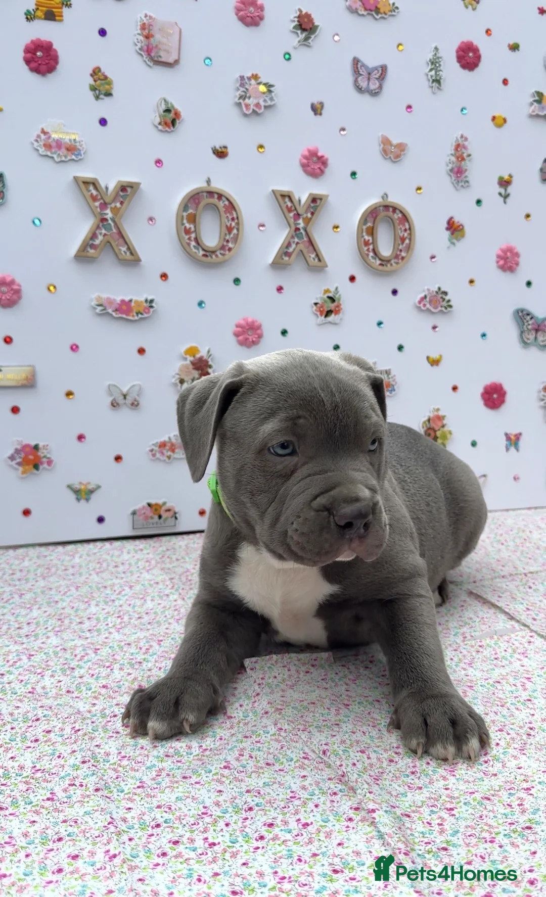 Staffordshire Bull Terrier dogs for sale: Blue Staffordshire Bull Terrier Puppies - Advert 2