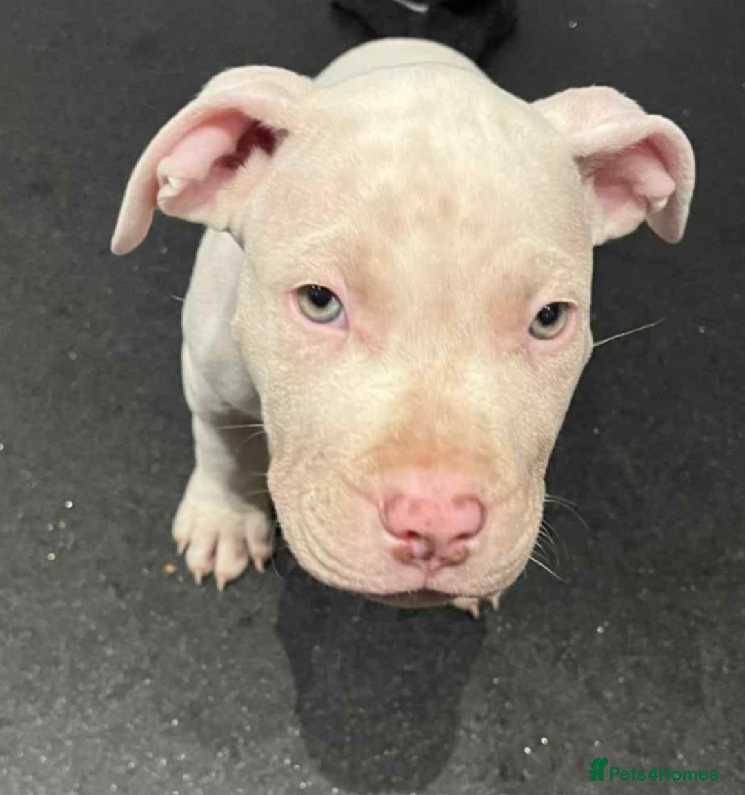 Mixed Breed dogs for sale: 2 white boys available  Ready to leave now - Image 1