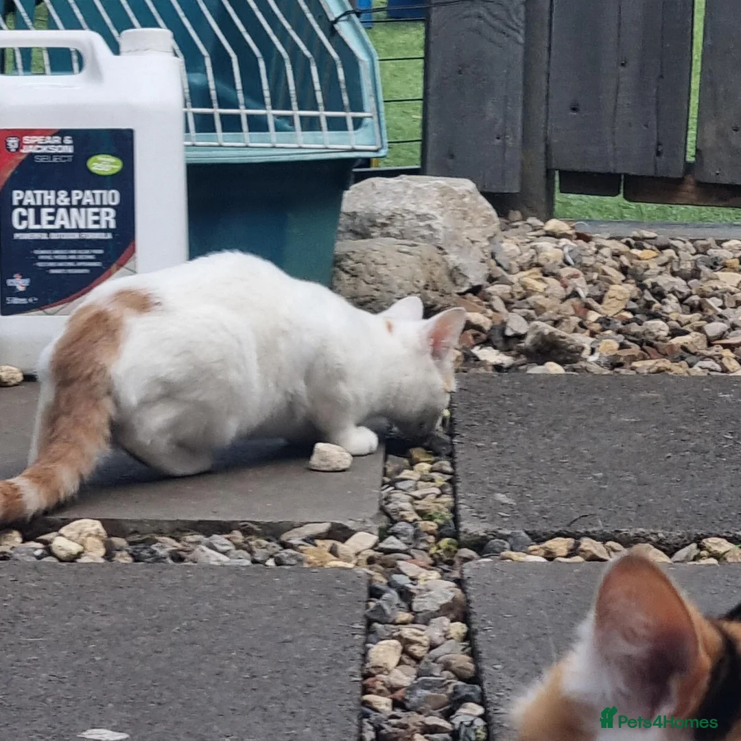 Mixed Breed cats for sale: 2 kittens left - Advert 6