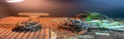 Tortoise reptiles for sale: Tortoises  - Advert 3