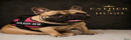 French Bulldog dogs for sale:  🐶💗💙4 PUPPY French Bulldog 🐶💖💝 in Glenrothes - Advert 3