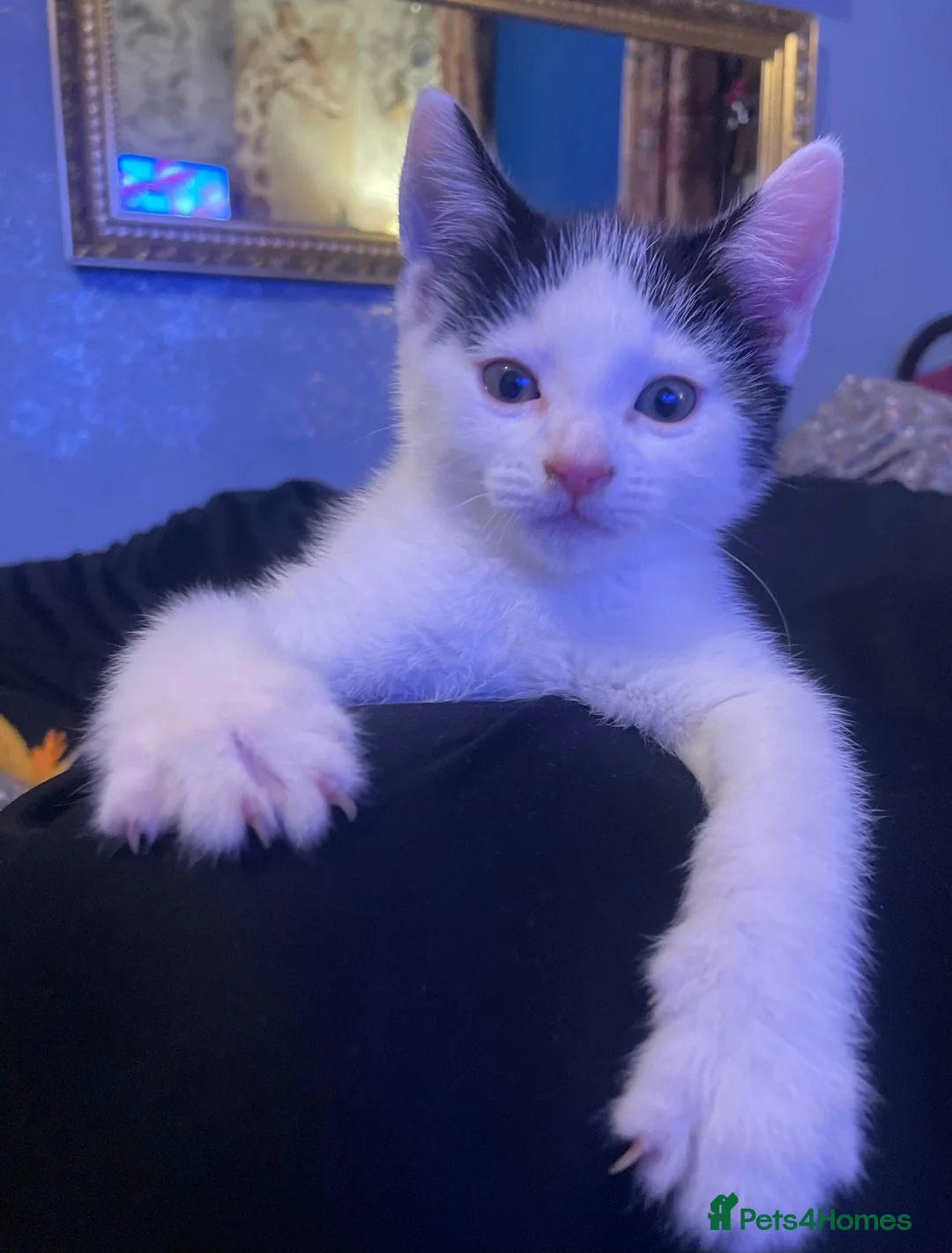 Mixed Breed cats for sale: Lovely twins kittens  - Advert 2