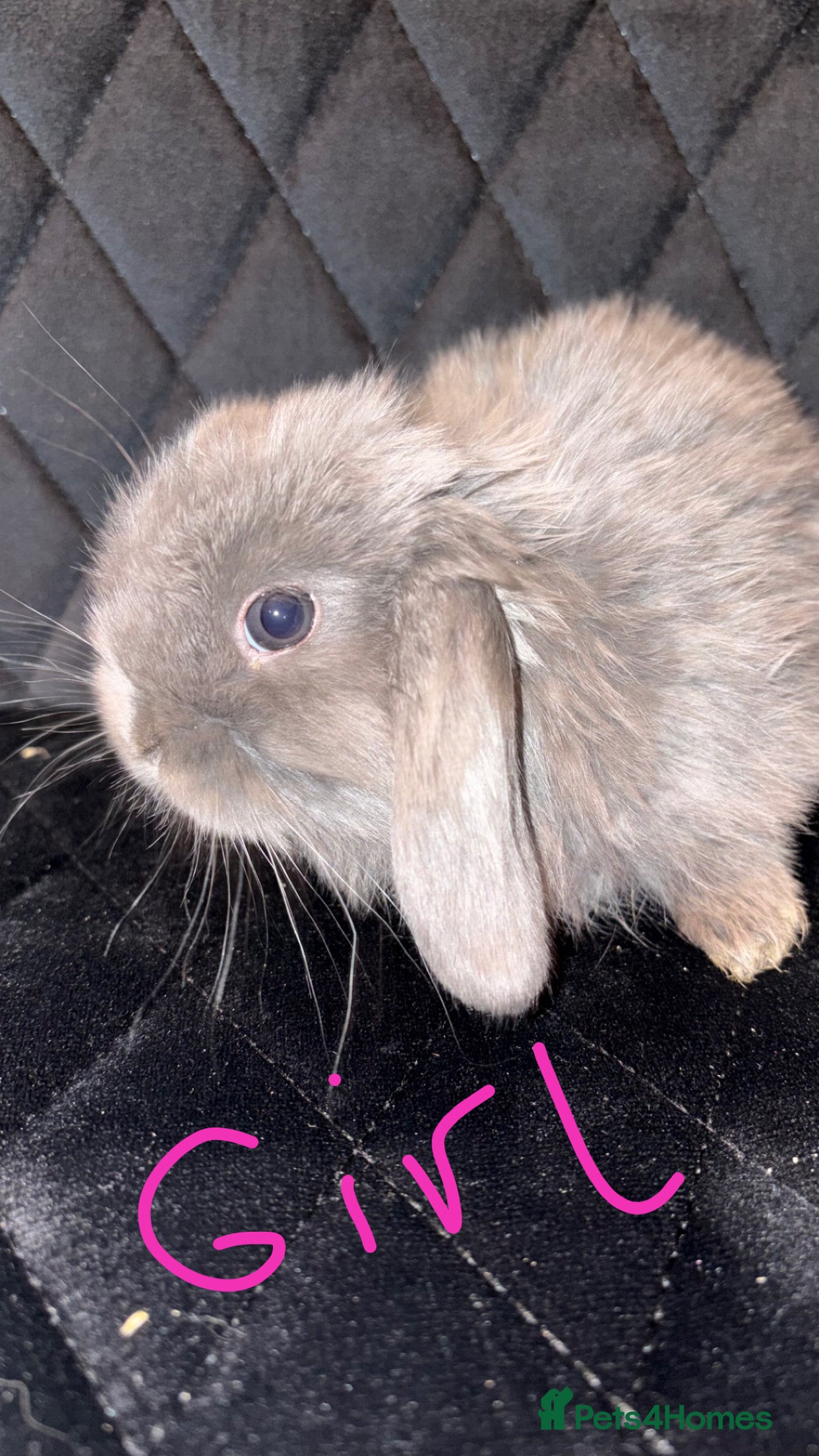 Mini Lop rabbits Mini lops  - Advert 7