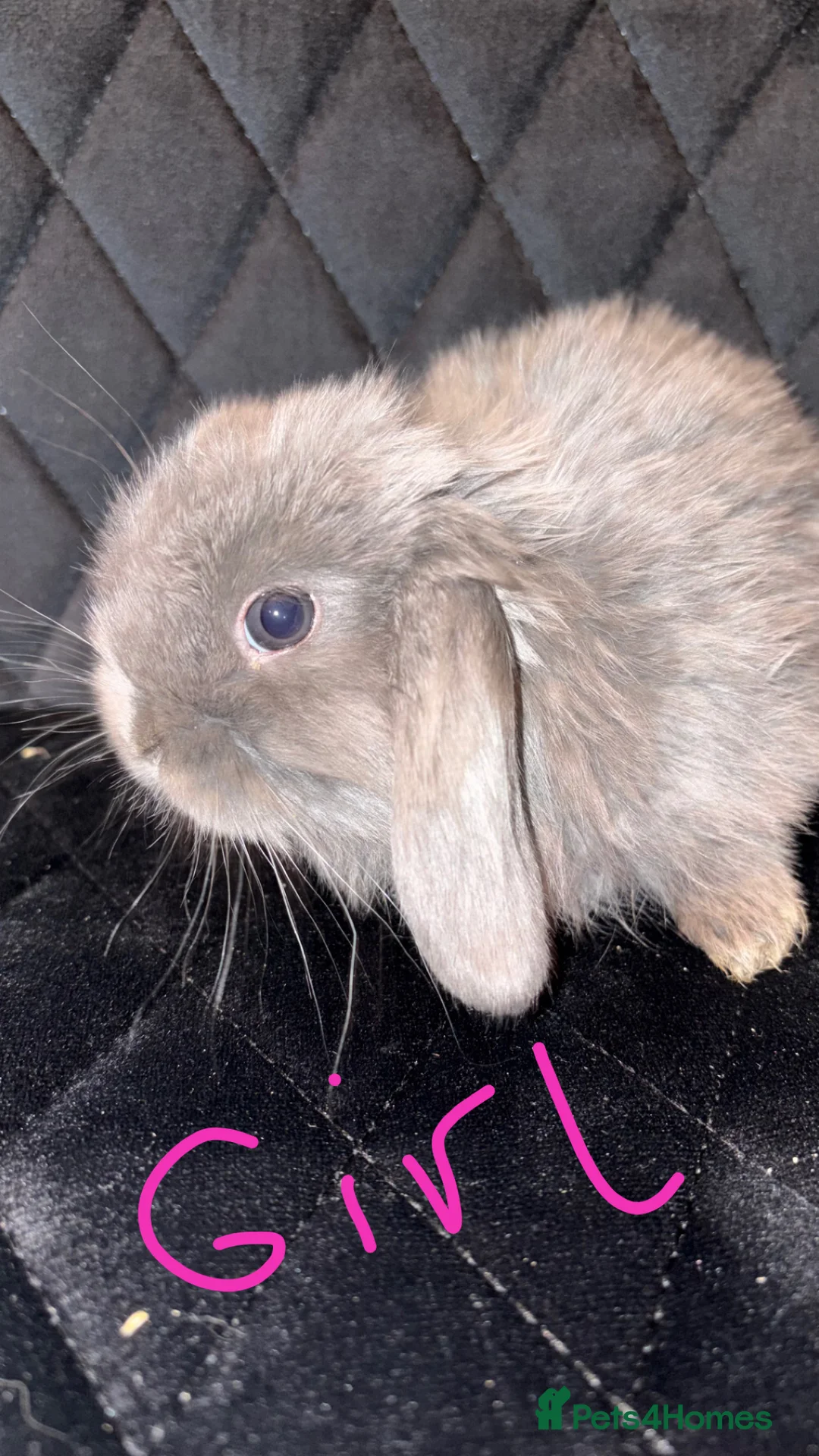 Mini Lop rabbits for sale: Mini lops  - Advert 1