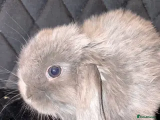 Mini Lop rabbits Mini lops - Advert 7
