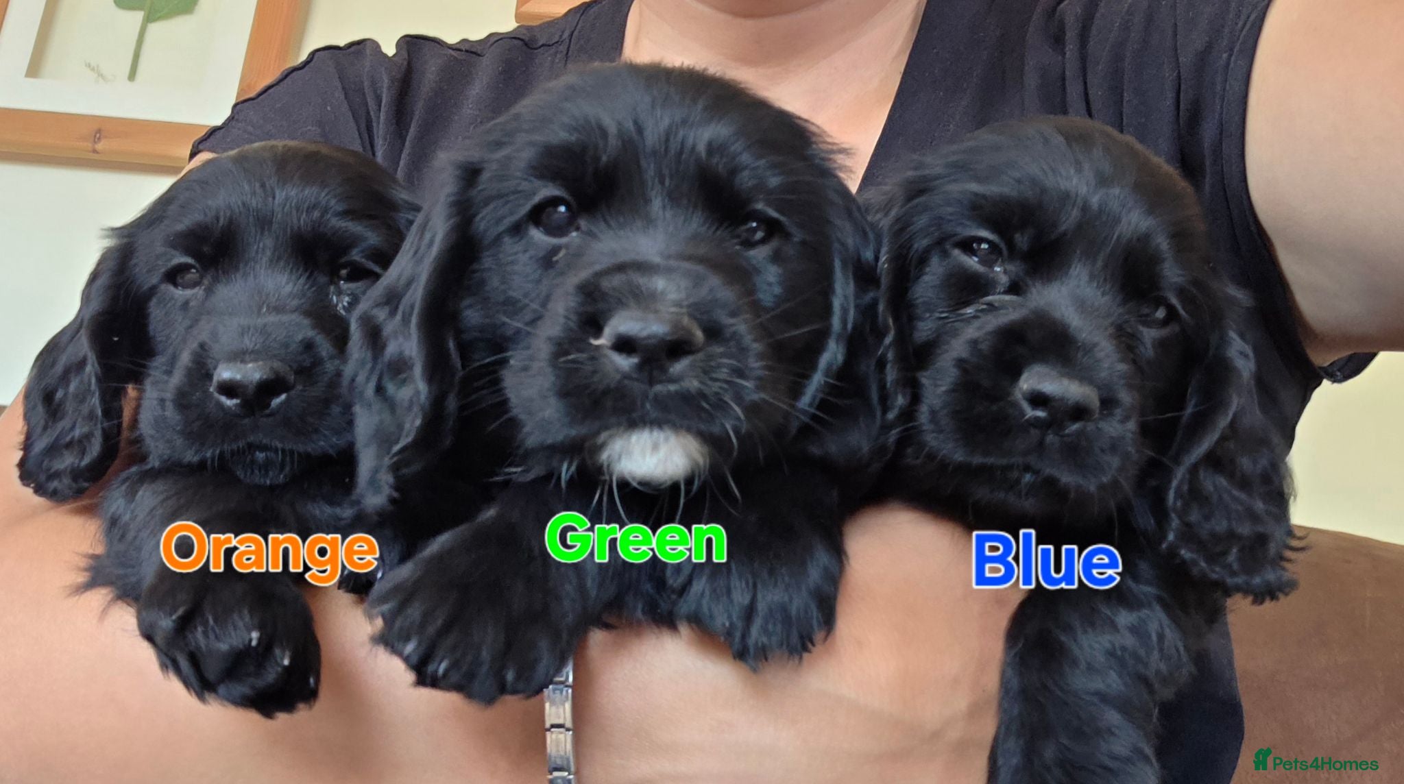 Cocker Spaniel dogs Cocker spaniel puppies - Advert 1