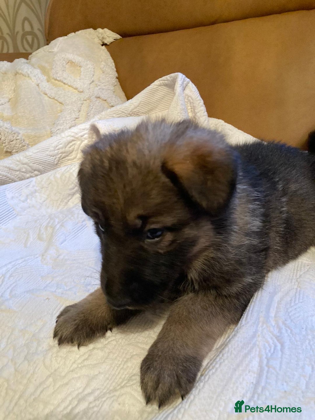 German Shepherd dogs for sale: Beautiful German shepherd Puppies - Advert 8