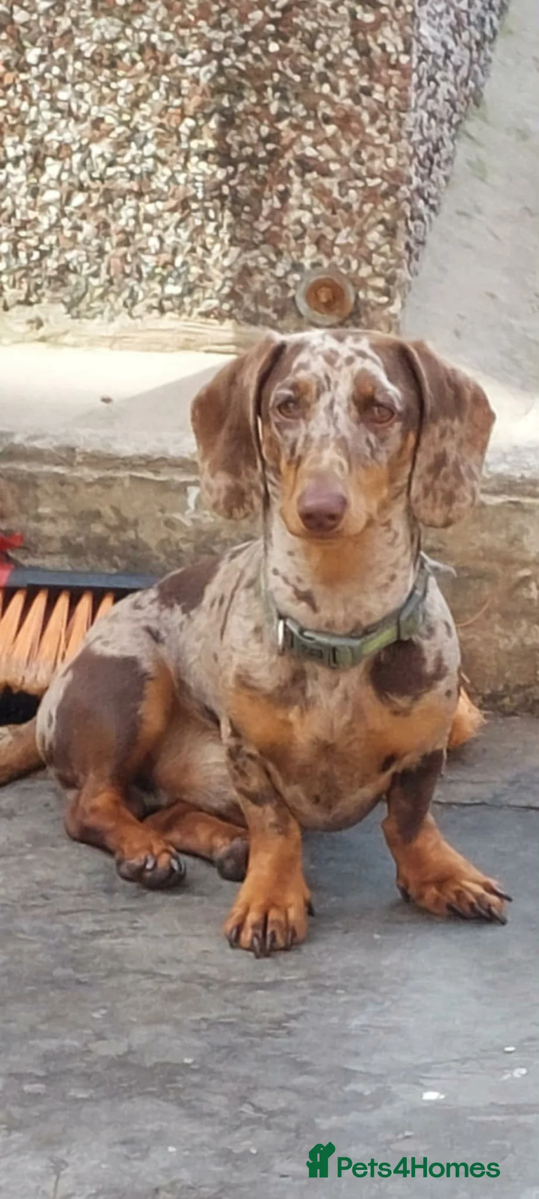 Miniature Dachshund dogs for sale: Male miniature dachshund  - Advert 2