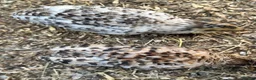 Quail poultry for sale: Coturnix quails - Advert 3