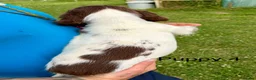 English Springer Spaniel dogs for sale: KC Reg Springer Spaniels  - Advert 9
