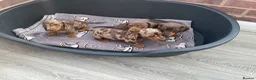 Dachshund dogs for sale: Miniature Dachshund puppies for sale  - Advert 6
