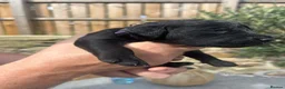 Labrador Retriever dogs for sale: Labrador puppies- TWO BOYS AVAILABLE  - Advert 28
