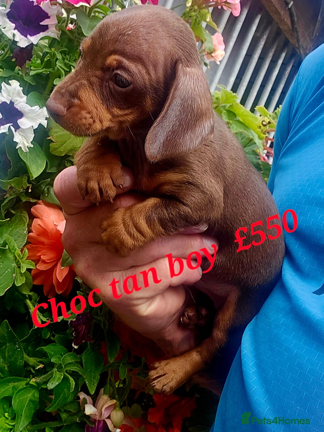 Miniature Poodle dogs for sale: PRA CLEAR MIN DACHSHUNDS  - Image 11