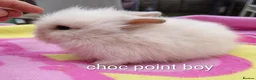 Mini Lop rabbits for sale: Beautiful bunnies - Advert 5