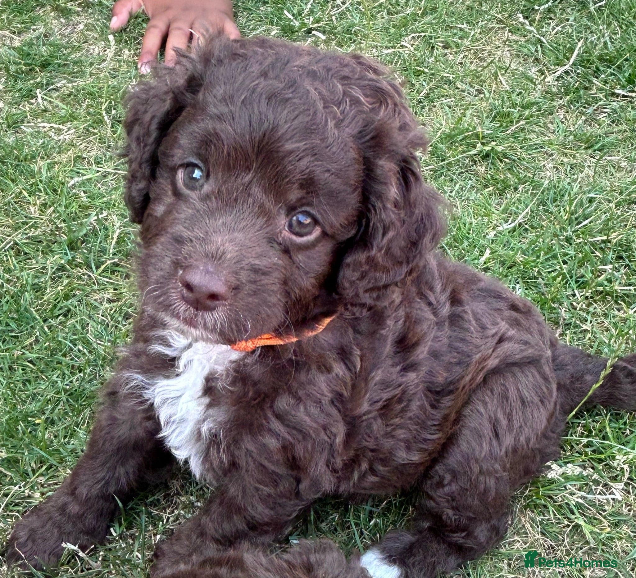 Sproodle dogs Gorgeous chocolate sproodle f1b puppies - Advert 1