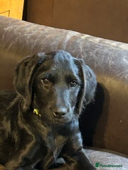 Neon yellow collar Nelly