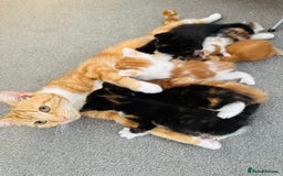 European cats for sale: 💖 Purr-fect Kittens Ready to Melt Your Heart! 😻 - Image 10
