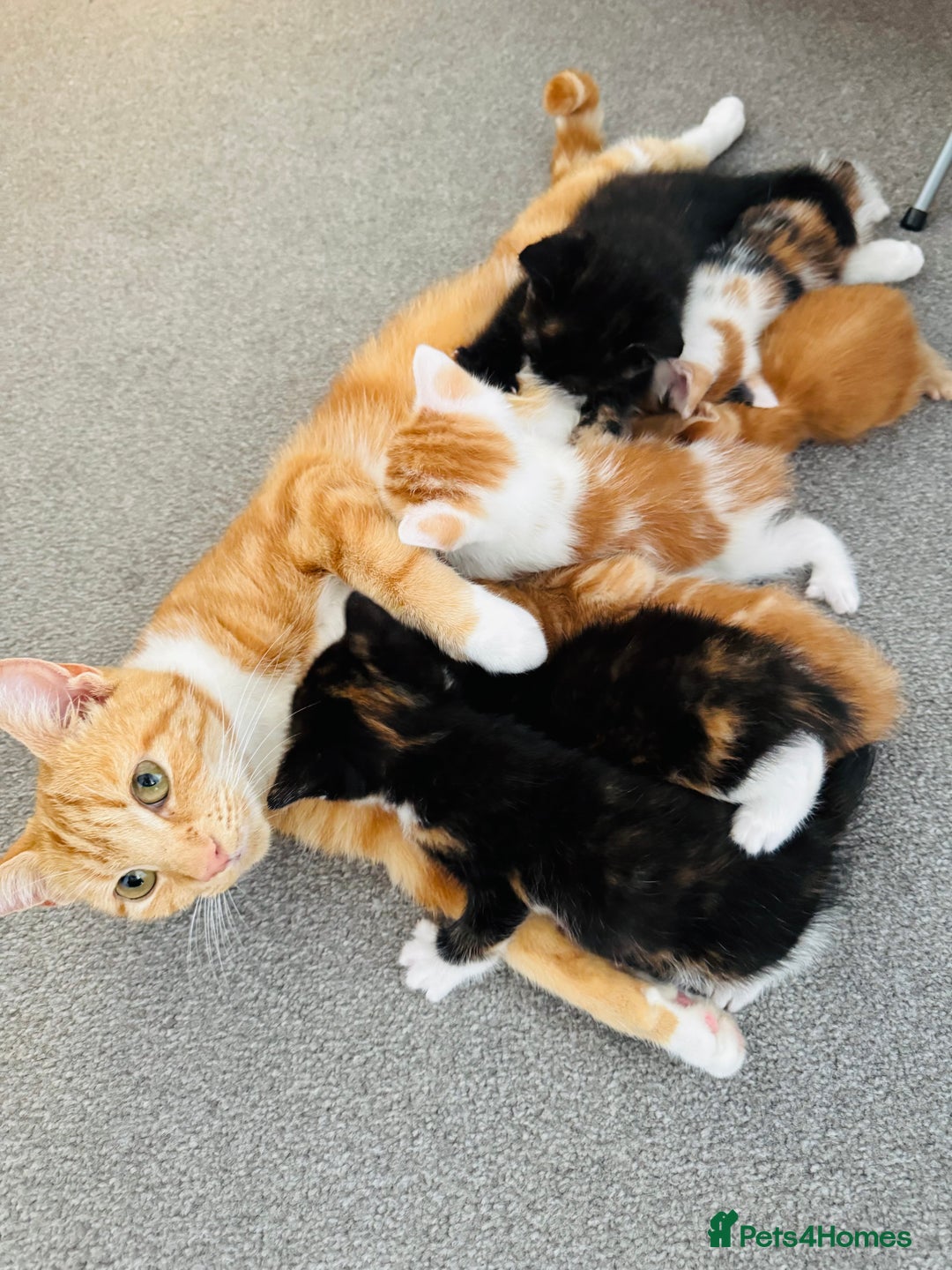 European cats for sale: 💖 Purr-fect Kittens Ready to Melt Your Heart! 😻 - Image 10