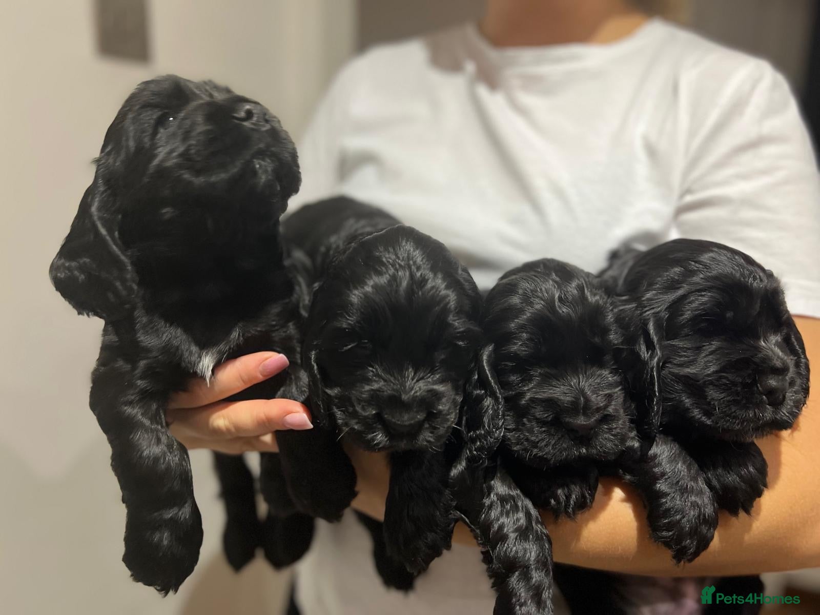 Cocker Spaniel dogs Show Type Cocker Spaniel  - Advert 5