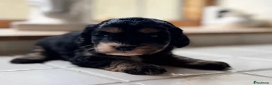 Cockapoo 5