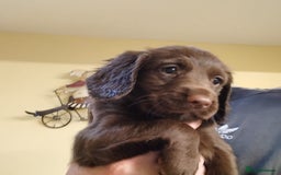 Sprocker dogs for sale: Sprockers  - Image 7