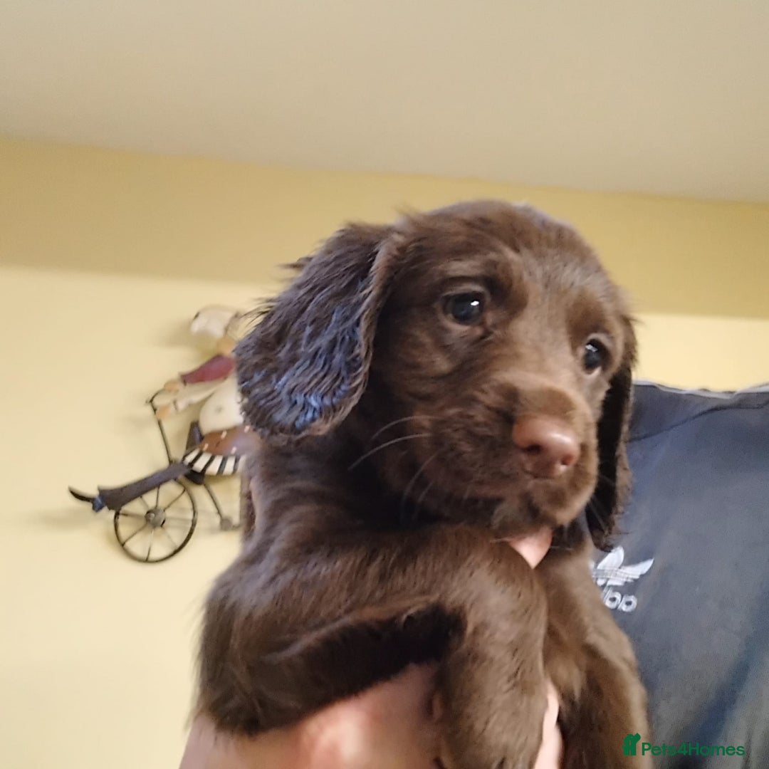 Sprocker dogs for sale: Sprockers  - Image 7