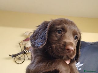 Sprocker dogs - Advert 2