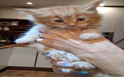 Maine Coon cats for sale: Maine Coon pedigre XL - Image 20