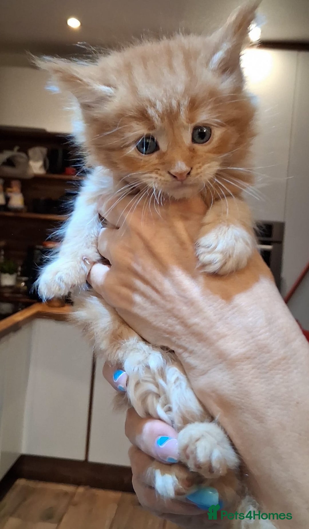 Maine Coon cats for sale: Maine Coon pedigre XL - Image 20
