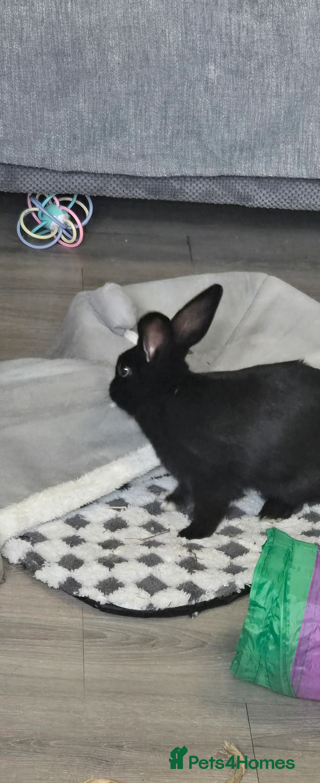 Dutch rabbits for sale: Daisy  in London - Advert 4