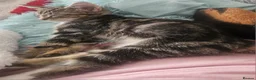 Mixed Breed cats for sale: 2 male and 2 femail kittens  - Advert 3