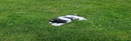 English Springer Spaniel dogs for sale: Pedigree working English Springer Spaniels  - Advert 10