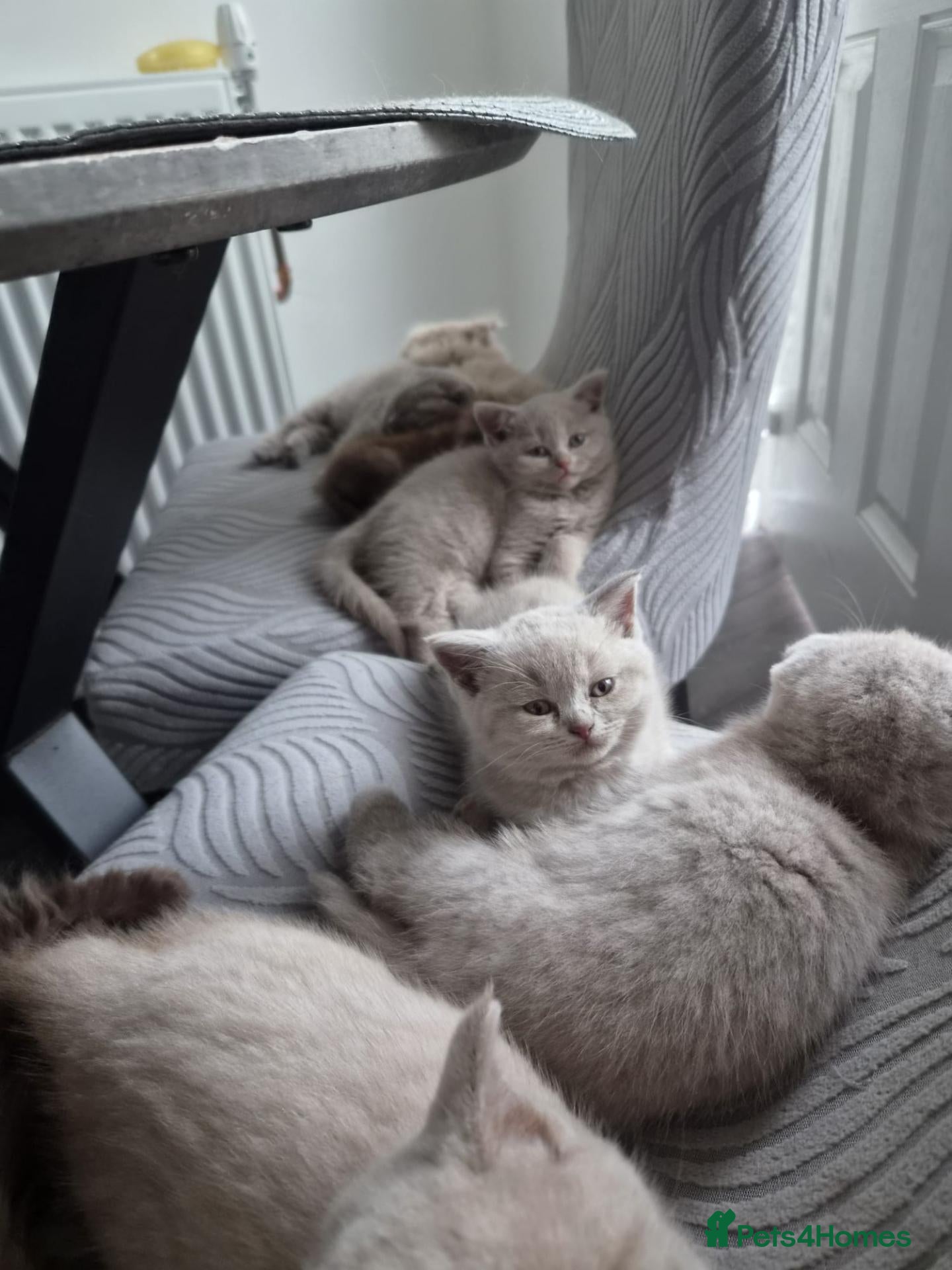 Scottish Fold cats Scottish fold and stright kittens  - Advert 16