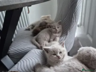Scottish Fold cats Scottish fold and stright kittens - Advert 16