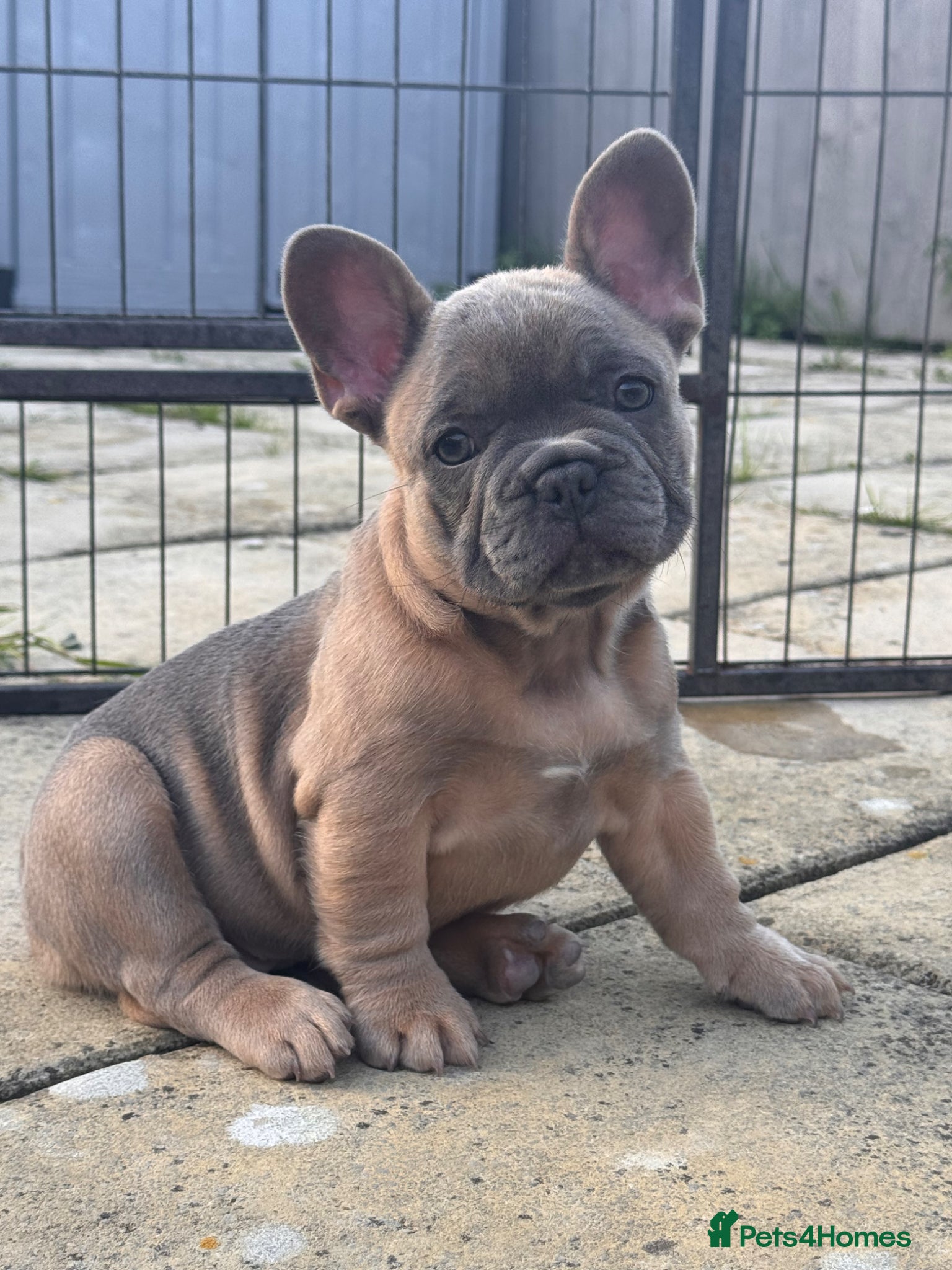 French Bulldog dogs Ready to Go 🐶  KC Registered ! - Advert 1