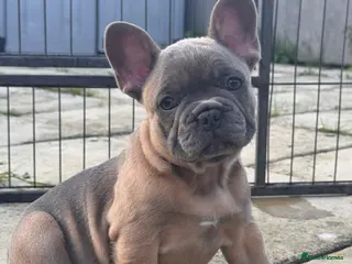 French Bulldog dogs Ready to Go 🐶 KC Registered ! - Advert 1