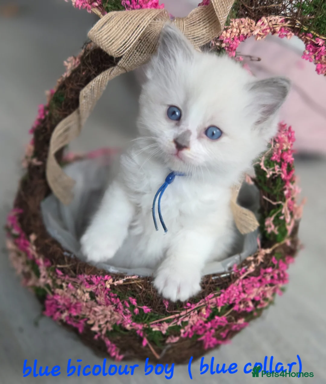 Ragdoll cats for sale: Gccf registered ragdoll kittens  - Advert 1