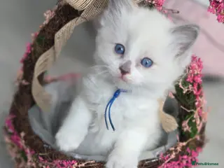 Ragdoll cats Gccf registered ragdoll kittens - Advert 12