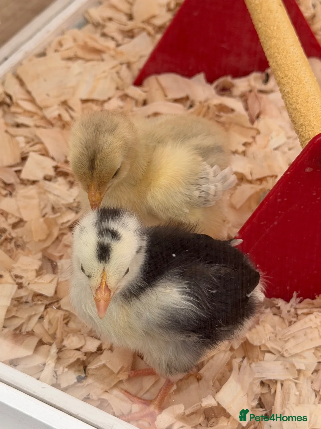 Chickens poultry for sale: Baby Chicks Available  - Advert 4