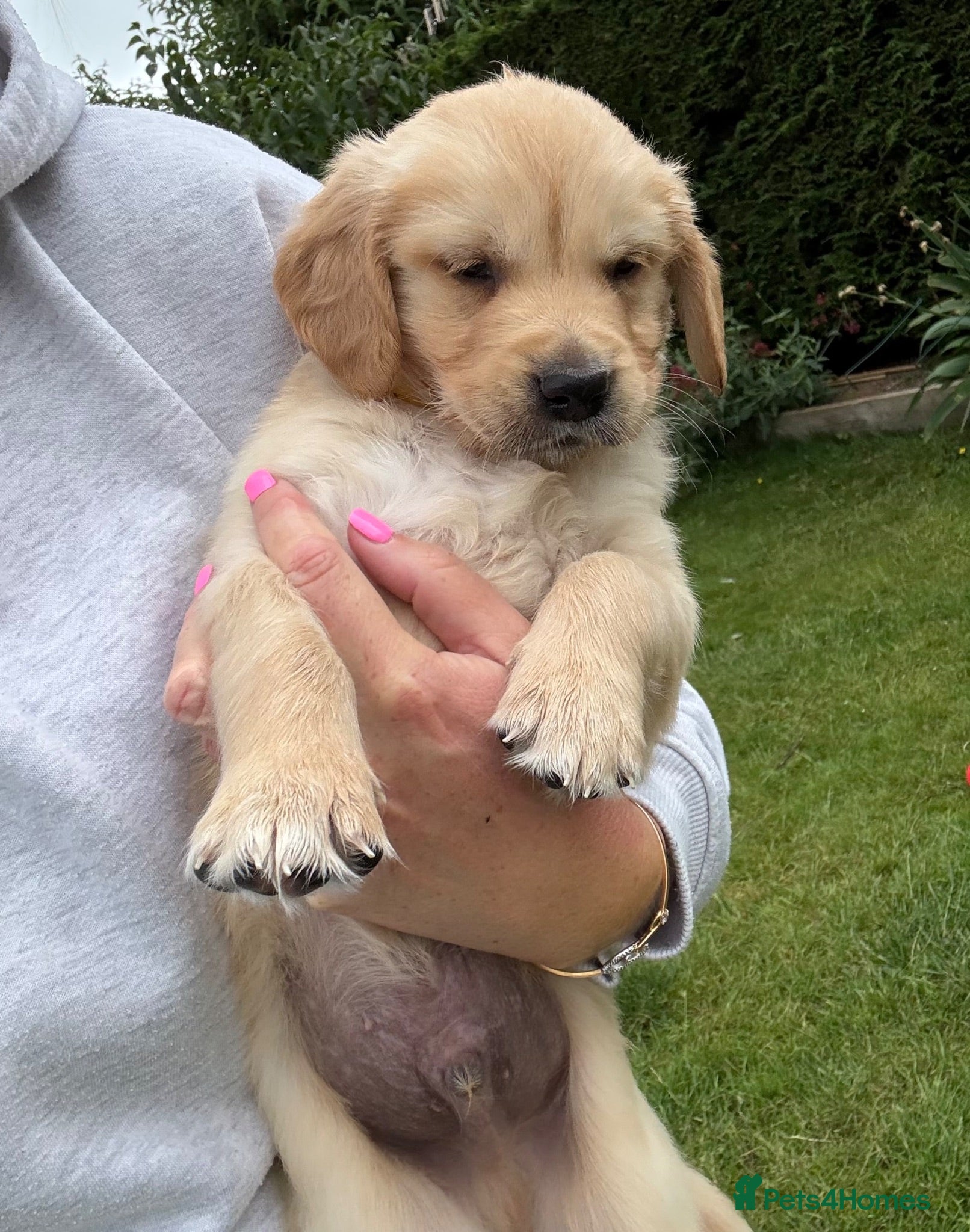 Golden Retriever dogs Stunning kc golden retriever puppies 🐶  - Advert 2